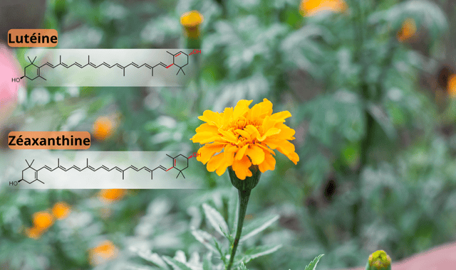 Des extraits de Tgetes erecta (rose d'Inde) dans le Multivitamines Ixeaboost Multi premium